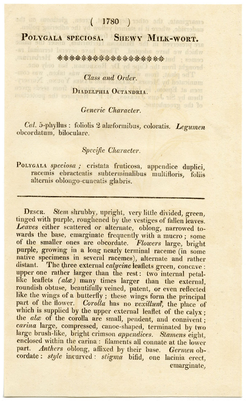 Rivista botanica di Curtis, Shewy Milk-Wort – stampa incisa a mano del 1816