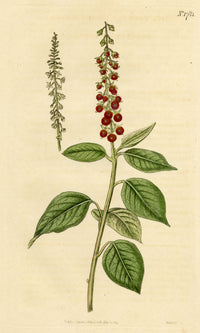 Curtis's Botanical Magazine, Downy Rivina – 1816 Hand-coloured Engraving Print