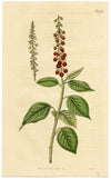 Curtis's Botanical Magazine, Downy Rivina – 1816 Hand-coloured Engraving Print