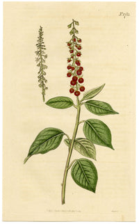 Curtis's Botanical Magazine, Downy Rivina – 1816 Hand-coloured Engraving Print