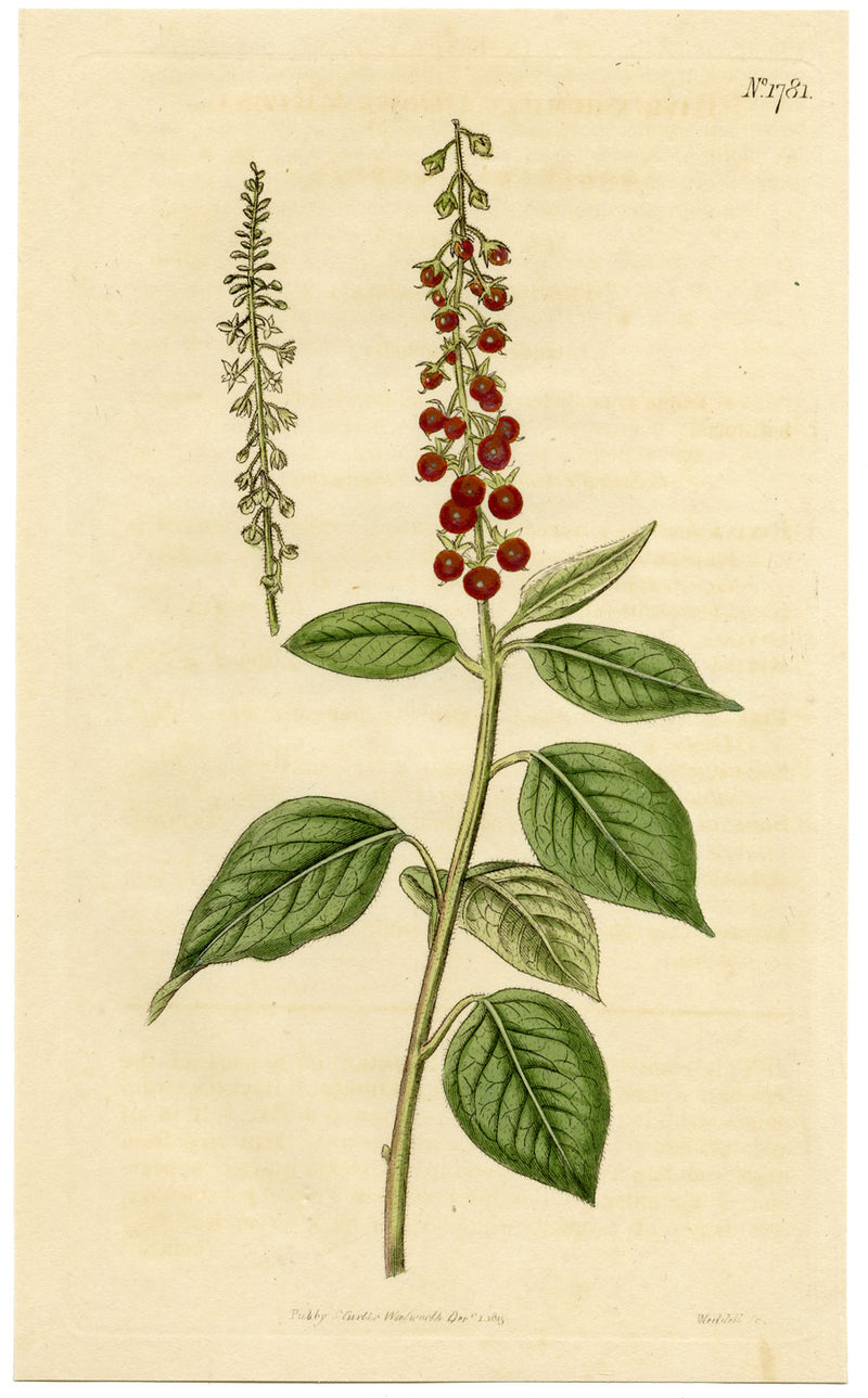 Curtis's Botanical Magazine, Downy Rivina – 1816 Hand-coloured Engraving Print