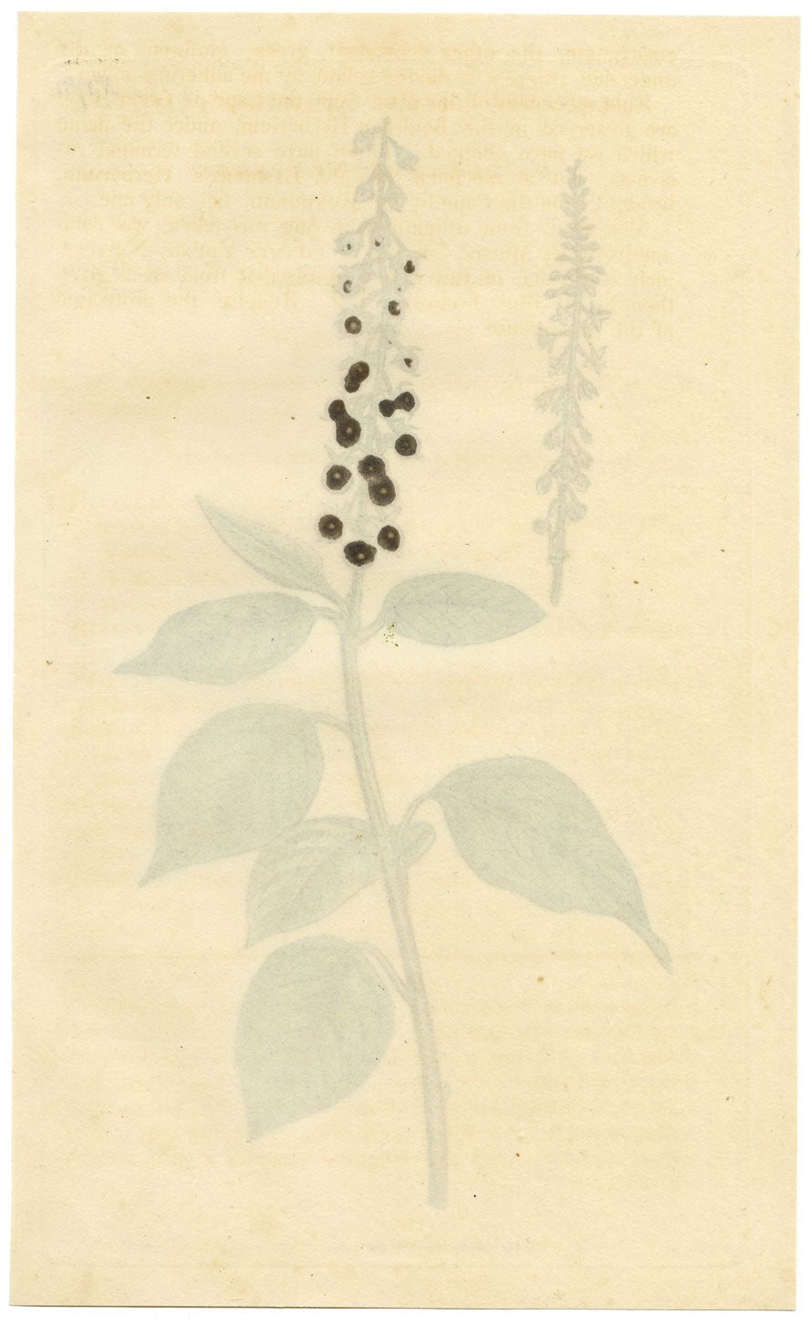 Curtis's Botanical Magazine, Downy Rivina – 1816 Hand-coloured Engraving Print