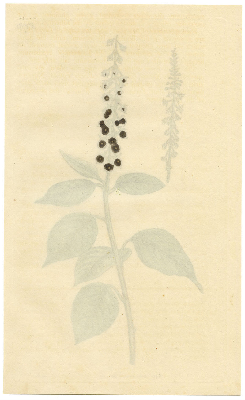 Curtis's Botanical Magazine, Downy Rivina – 1816 Hand-coloured Engraving Print