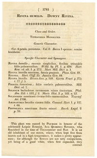 Curtis's Botanical Magazine, Downy Rivina – 1816 Hand-coloured Engraving Print