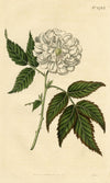 Curtis's Botanical Magazine, Rose-leaved Bramble – 1816 Hand-coloured Engraving