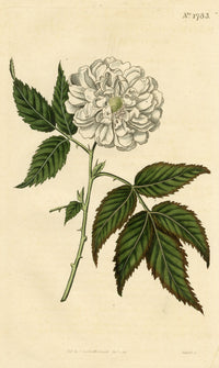 Curtis's Botanical Magazine, Rose-leaved Bramble – 1816 Hand-coloured Engraving