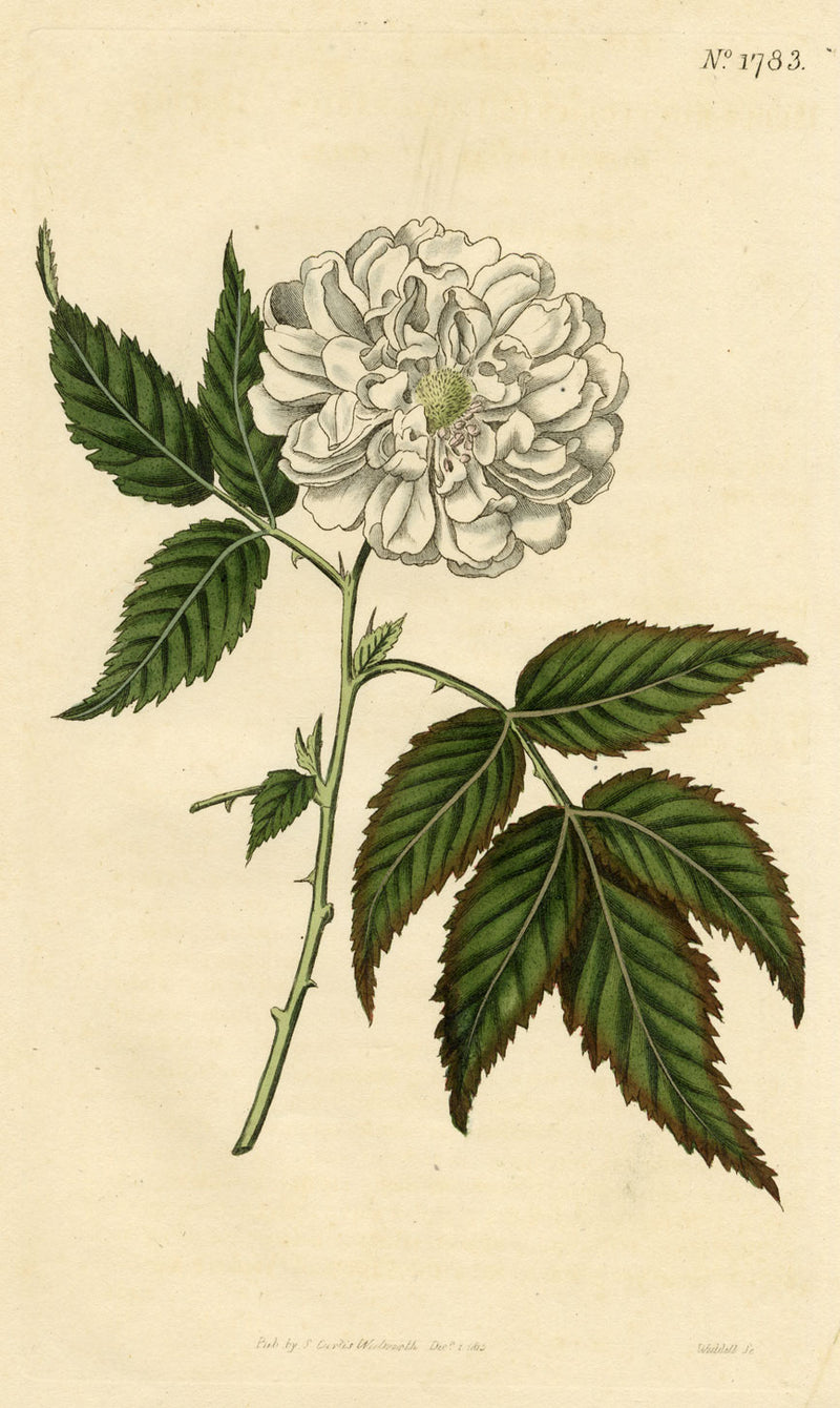 Curtis's Botanical Magazine, Rose-leaved Bramble – 1816 Hand-coloured Engraving