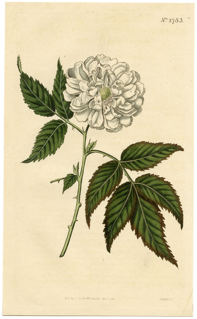 Curtis's Botanical Magazine, Rose-leaved Bramble – 1816 Hand-coloured Engraving