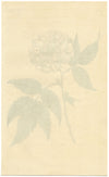 Curtis's Botanical Magazine, Rose-leaved Bramble – 1816 Hand-coloured Engraving