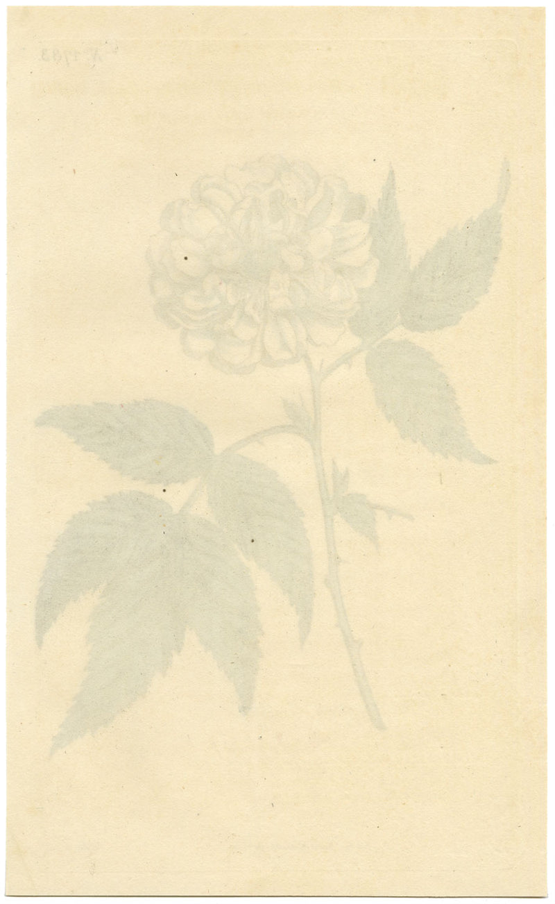 Curtis's Botanical Magazine, Rose-leaved Bramble – 1816 Hand-coloured Engraving