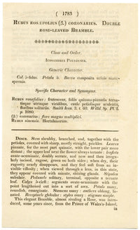Curtis's Botanical Magazine, Rose-leaved Bramble – 1816 Hand-coloured Engraving