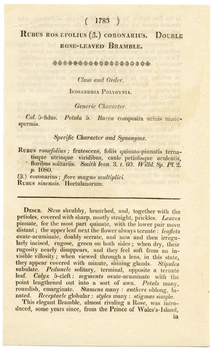 Curtis's Botanical Magazine, Rose-leaved Bramble – 1816 Hand-coloured Engraving