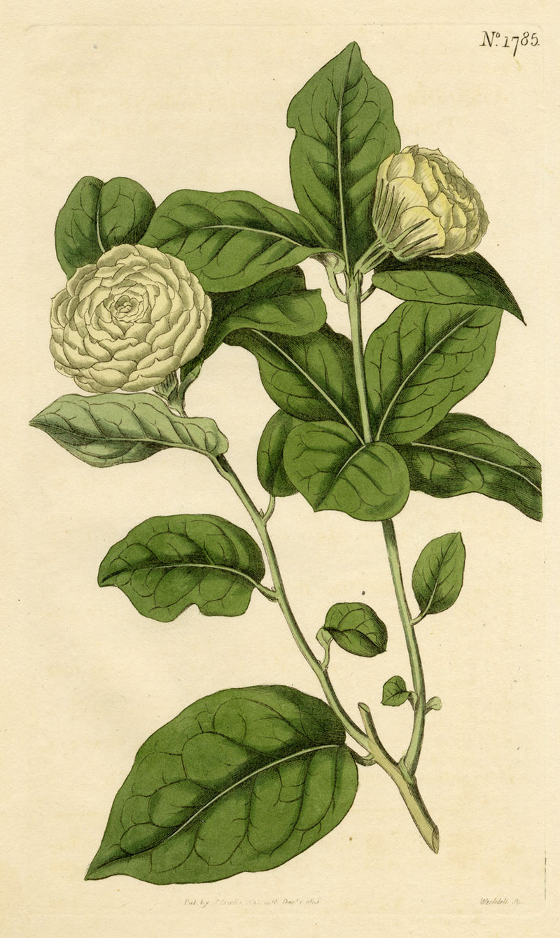 Curtis's Botanical Magazine, The Tuscan Jasmine – 1816 Hand-coloured Engraving