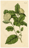 Curtis's Botanical Magazine, The Tuscan Jasmine – 1816 Hand-coloured Engraving
