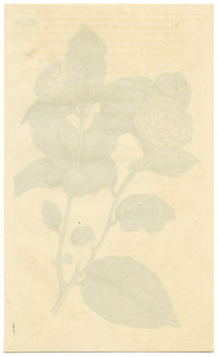 Curtis's Botanical Magazine, The Tuscan Jasmine – 1816 Hand-coloured Engraving