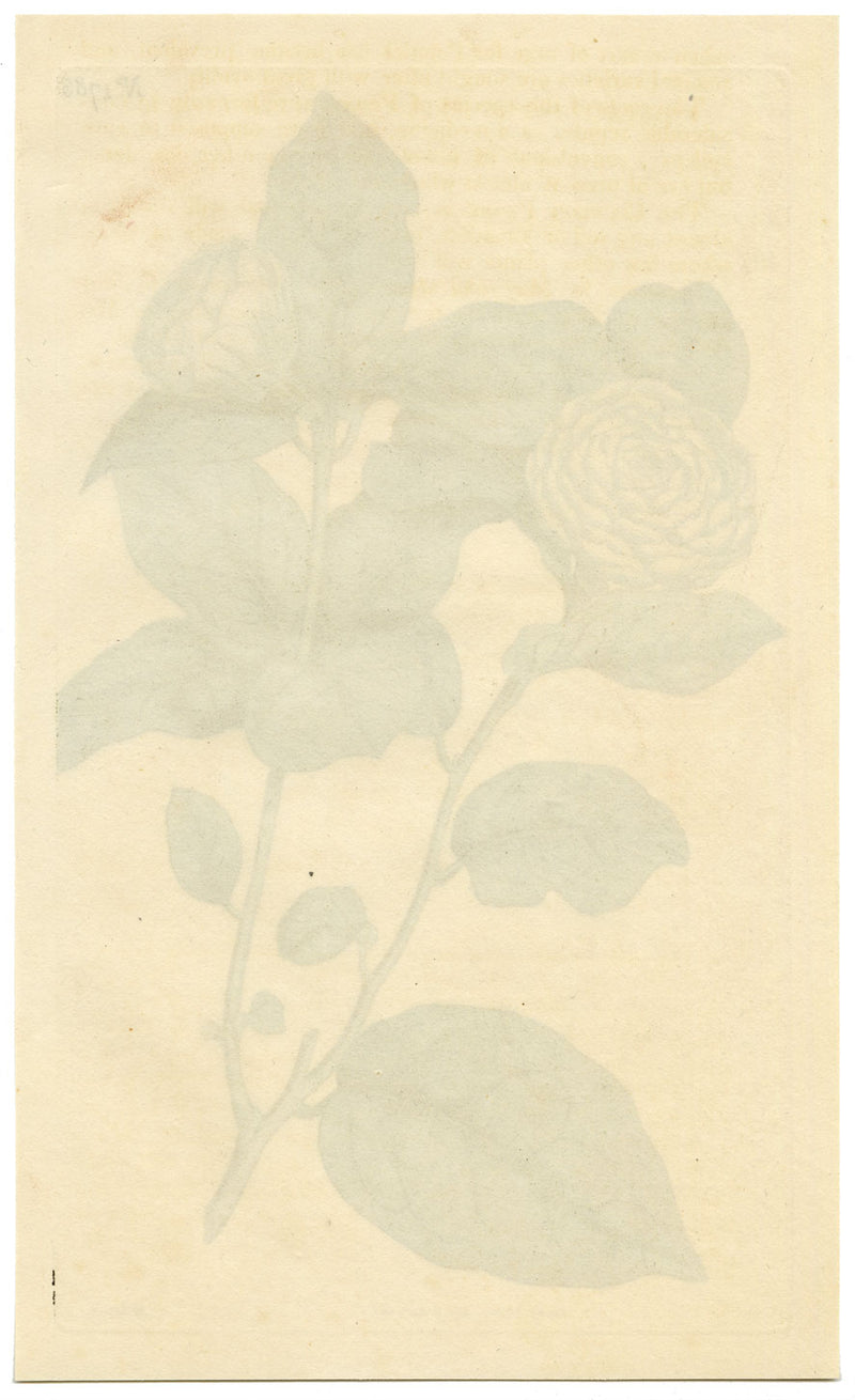 Curtis's Botanical Magazine, The Tuscan Jasmine – 1816 Hand-coloured Engraving