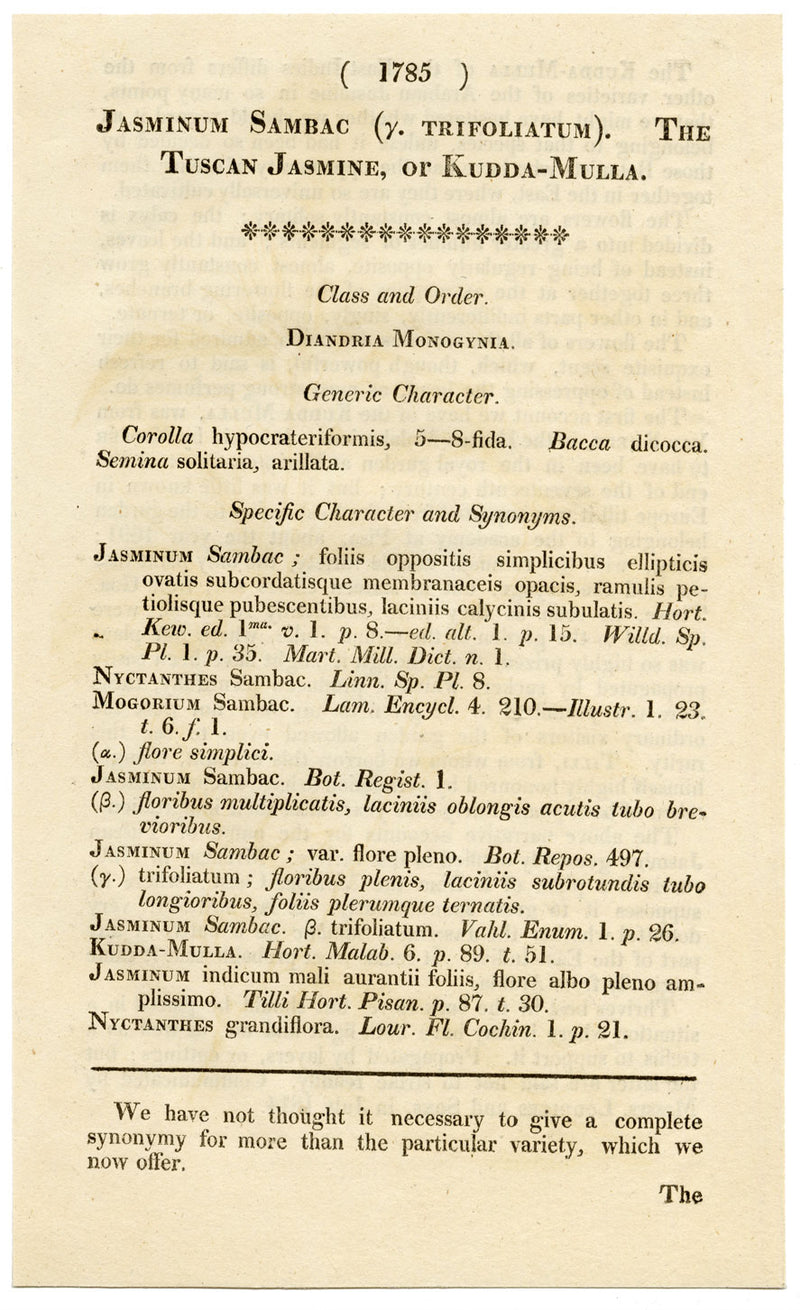 Curtis's Botanical Magazine, The Tuscan Jasmine – 1816 Hand-coloured Engraving