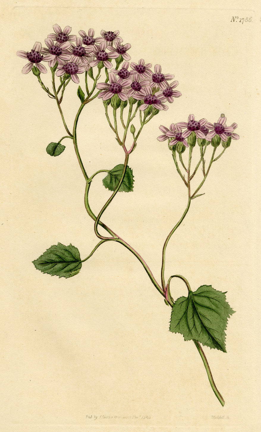 Curtis's Botanical Magazine, Purple Cineraria – 1816 Hand-coloured Engraving