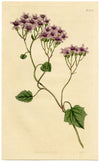Curtis's Botanical Magazine, Purple Cineraria – 1816 Hand-coloured Engraving