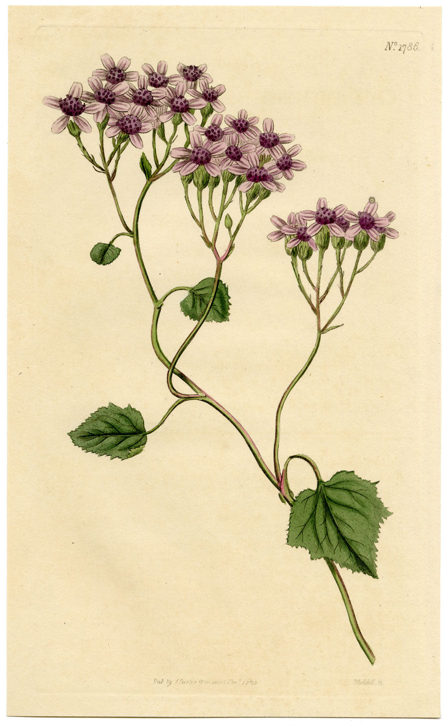 Rivista botanica di Curtis, Purple Cineraria – Incisione colorata a mano del 1816
