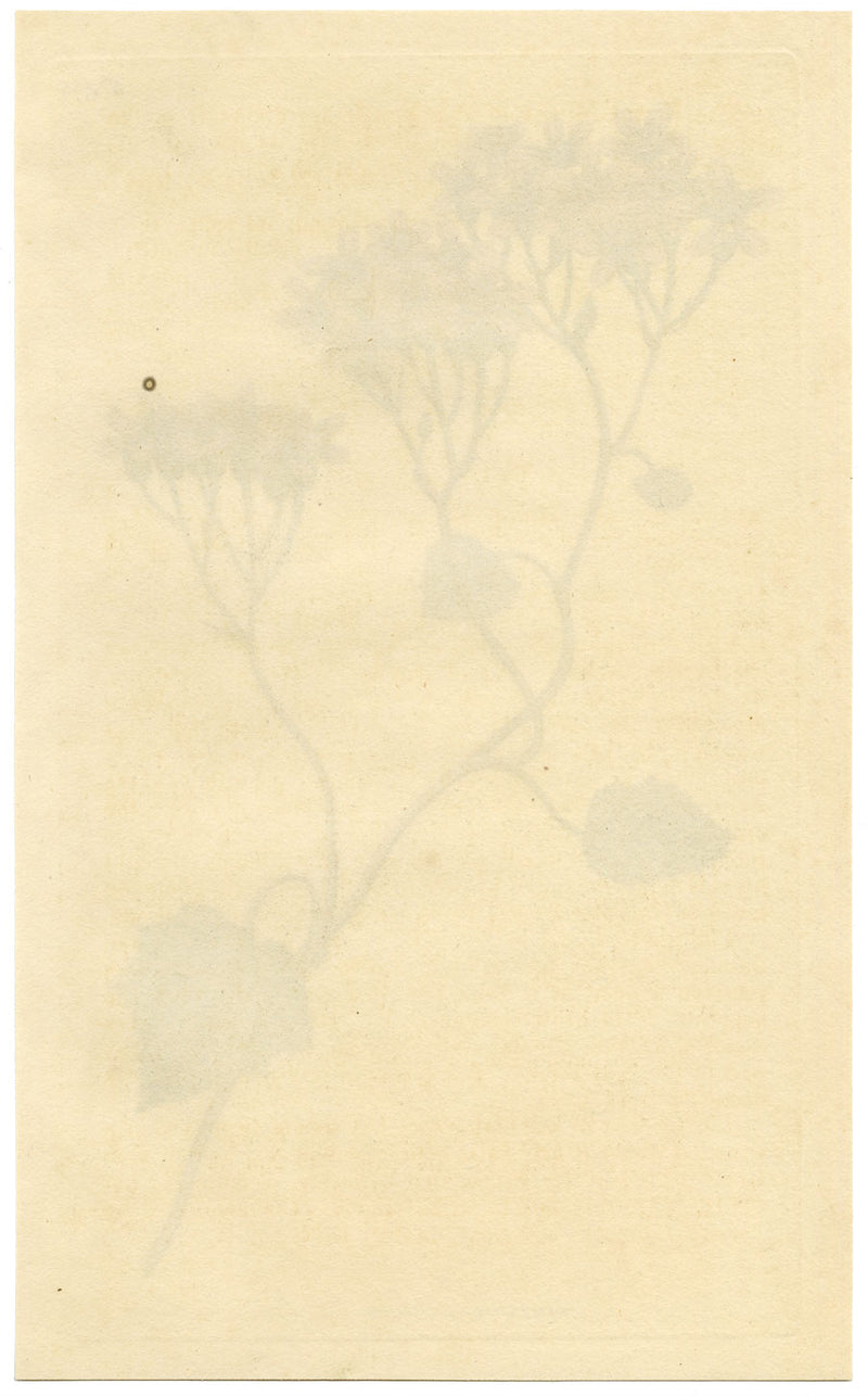 Curtis's Botanical Magazine, Purple Cineraria – 1816 Hand-coloured Engraving