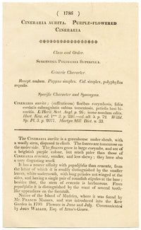 Curtis's Botanical Magazine, Purple Cineraria – 1816 Hand-coloured Engraving