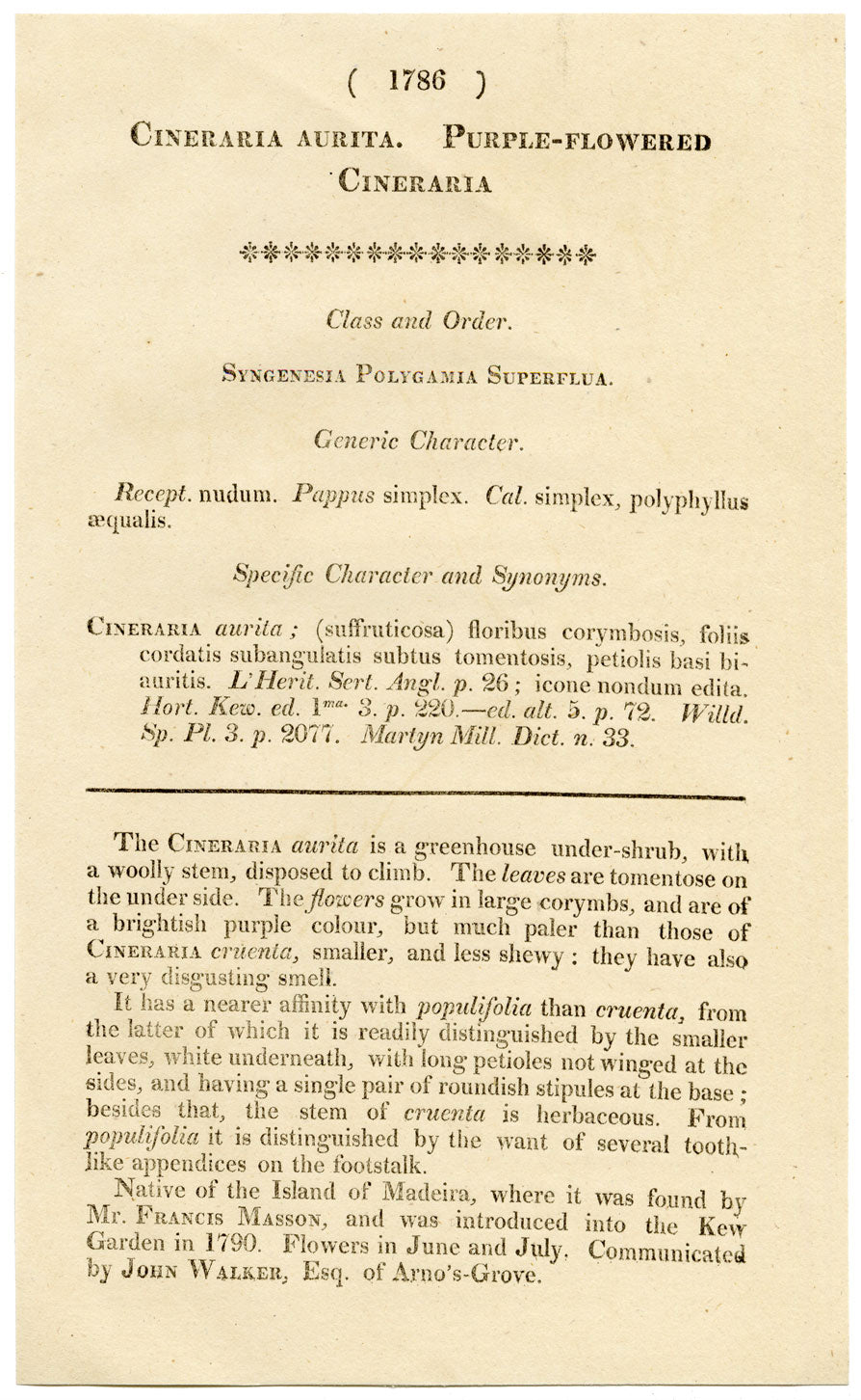 Curtis's Botanical Magazine, Purple Cineraria – 1816 Hand-coloured Engraving