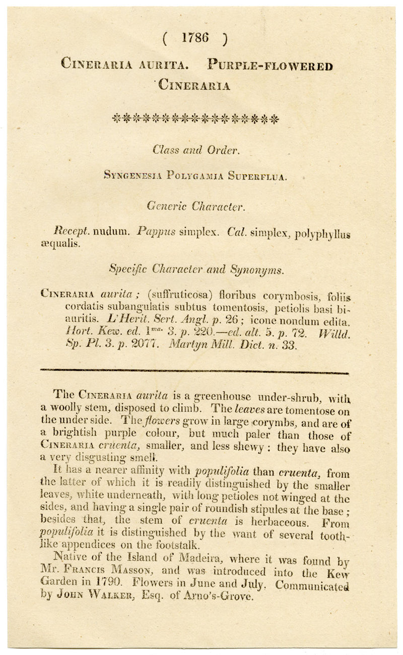 Curtis's Botanical Magazine, Purple Cineraria – 1816 Hand-coloured Engraving