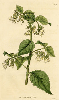 Curtis's Botanical Magazine, Taurian Comfrey –1816 Hand-coloured Engraving Print