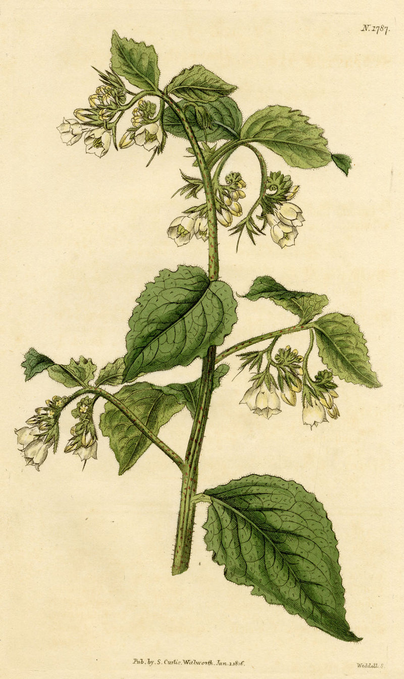 Curtis's Botanical Magazine, Taurian Comfrey –1816 Hand-coloured Engraving Print