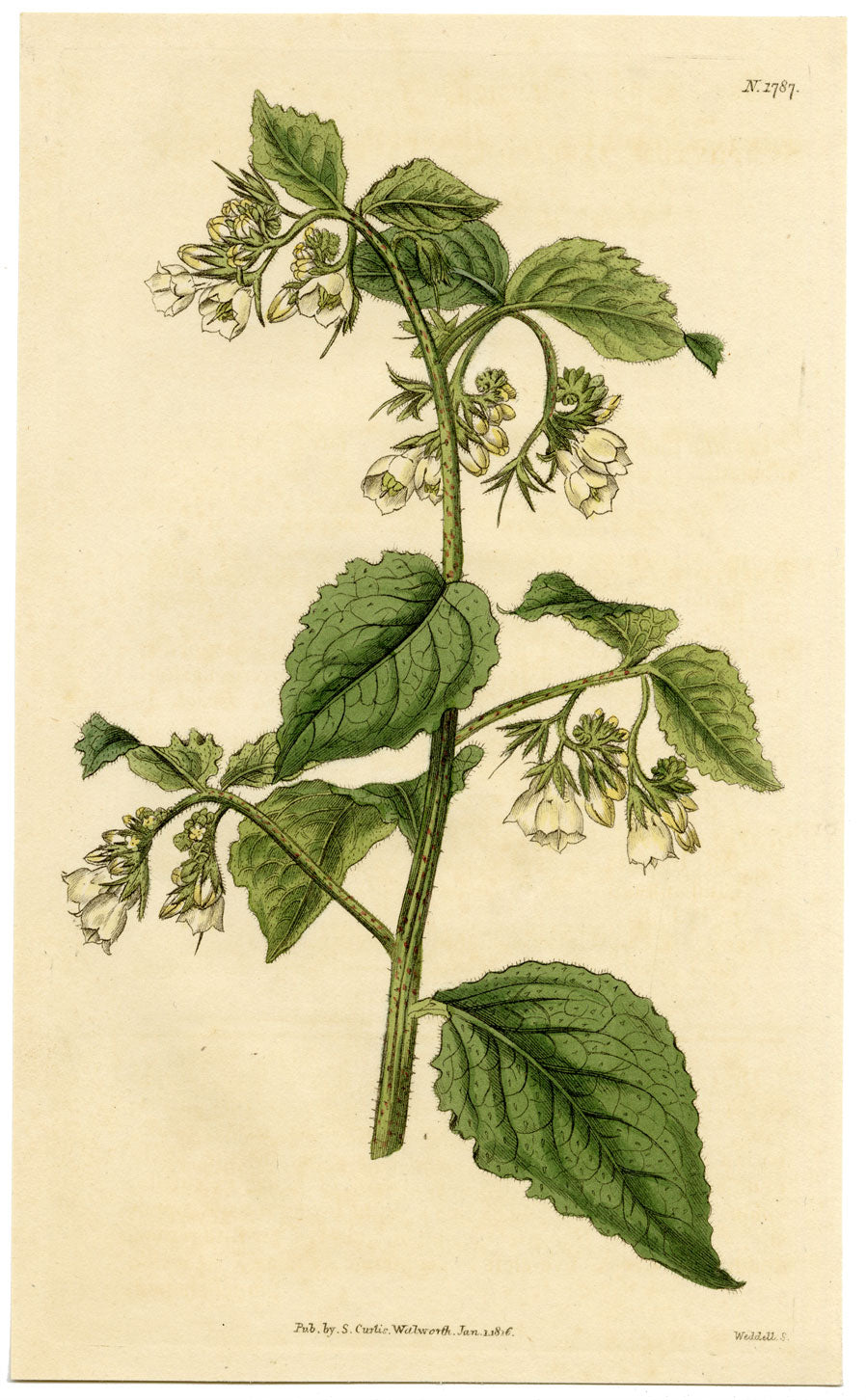 Rivista botanica di Curtis, Consolida maggiore tauriana – stampa incisa a mano del 1816