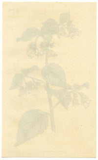 Curtis's Botanical Magazine, Taurian Comfrey –1816 Hand-coloured Engraving Print