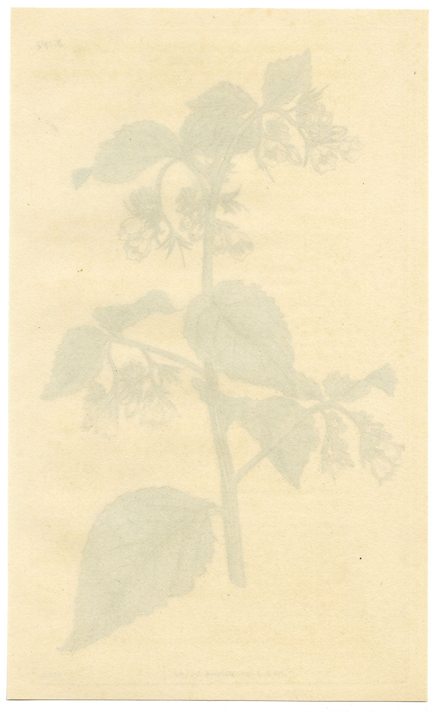 Curtis's Botanical Magazine, Taurian Comfrey –1816 Hand-coloured Engraving Print