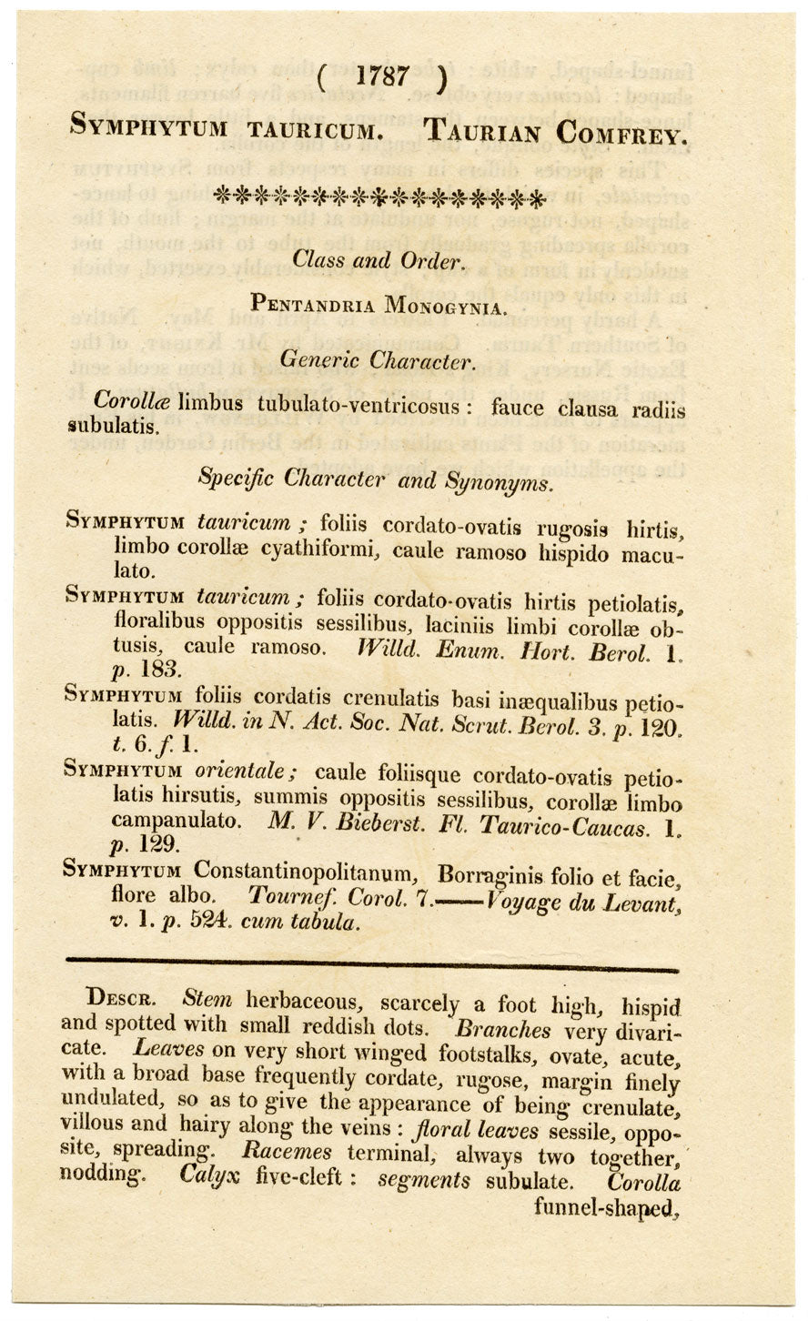Curtis's Botanical Magazine, Taurian Comfrey –1816 Hand-coloured Engraving Print