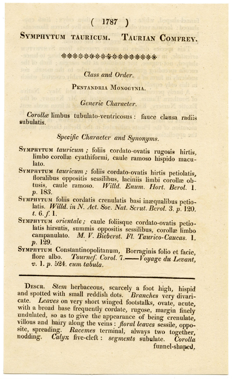Curtis's Botanical Magazine, Taurian Comfrey –1816 Hand-coloured Engraving Print