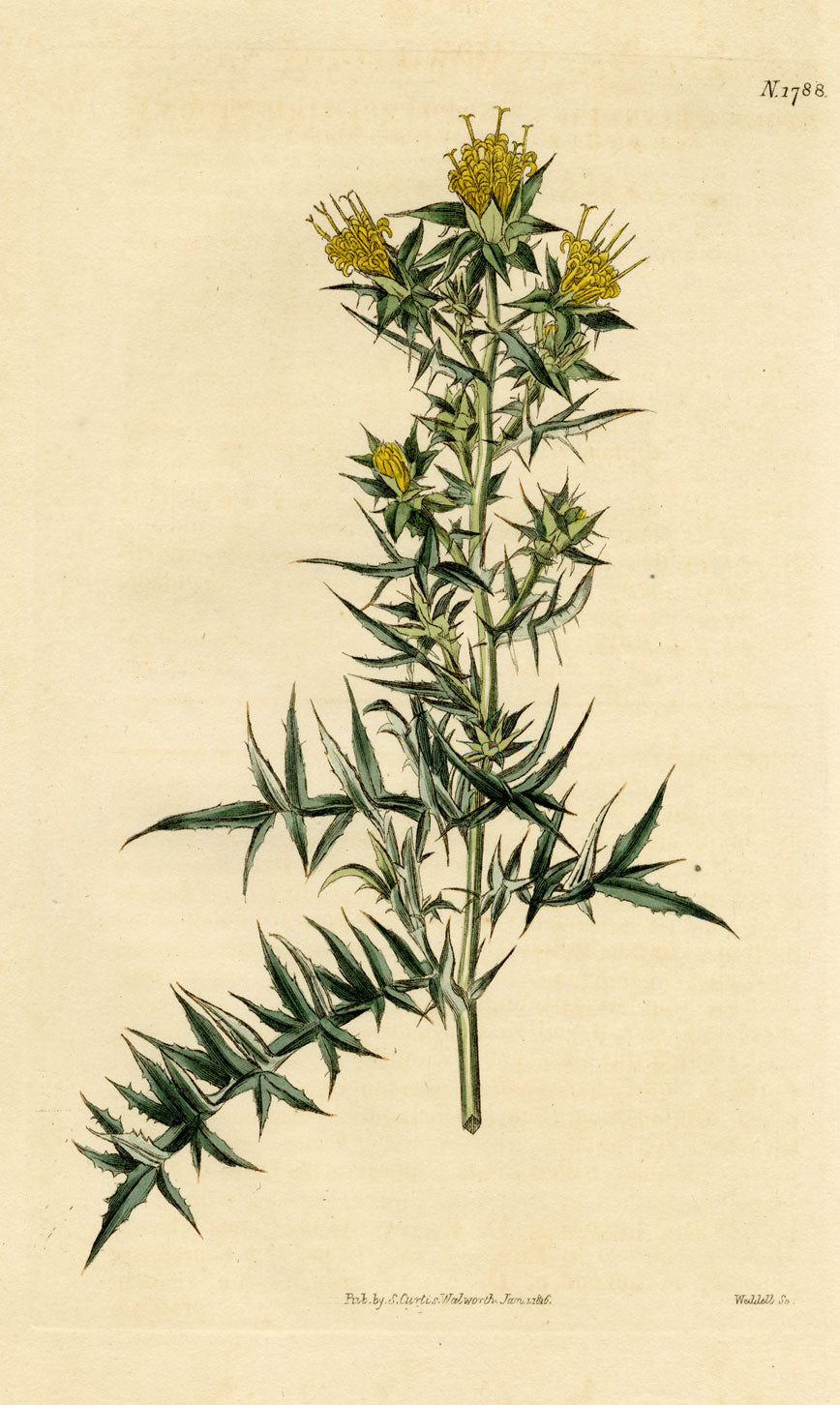 Curtis's Botanical Magazine, Carthamus Stobaea – 1816 Hand-coloured Engraving