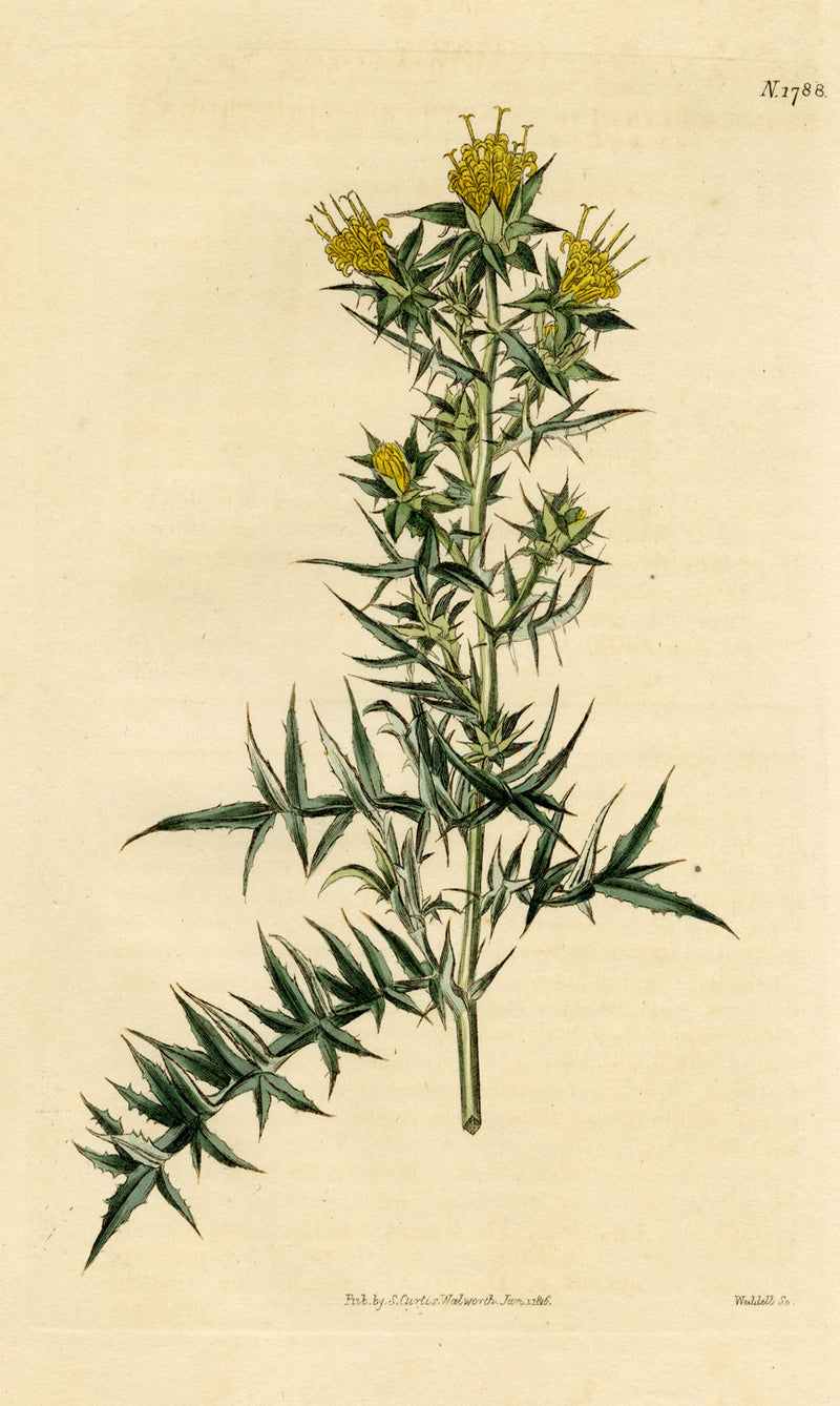 Curtis's Botanical Magazine, Carthamus Stobaea – 1816 Hand-coloured Engraving