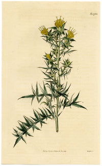 Rivista botanica di Curtis, Carthamus Stobaea – Incisione colorata a mano del 1816