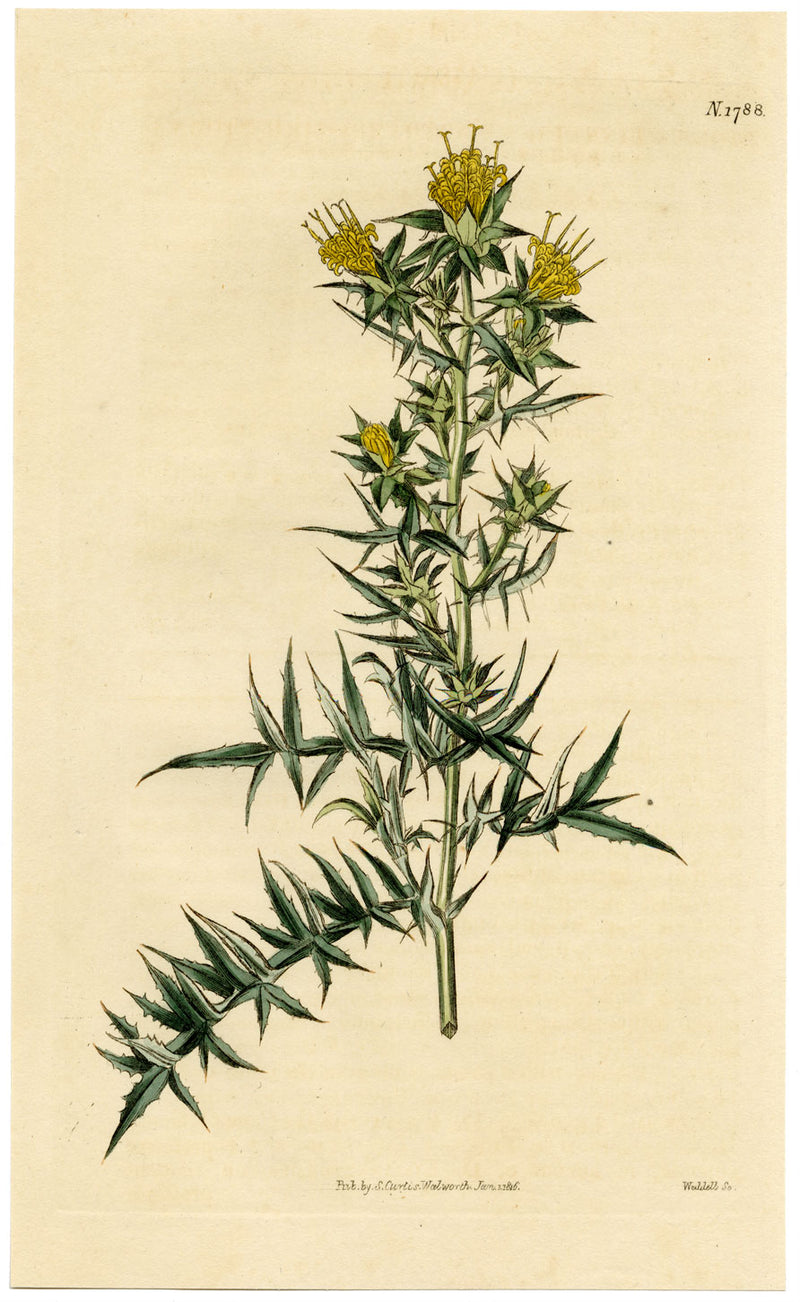 Rivista botanica di Curtis, Carthamus Stobaea – Incisione colorata a mano del 1816