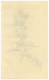 Rivista botanica di Curtis, Carthamus Stobaea – Incisione colorata a mano del 1816