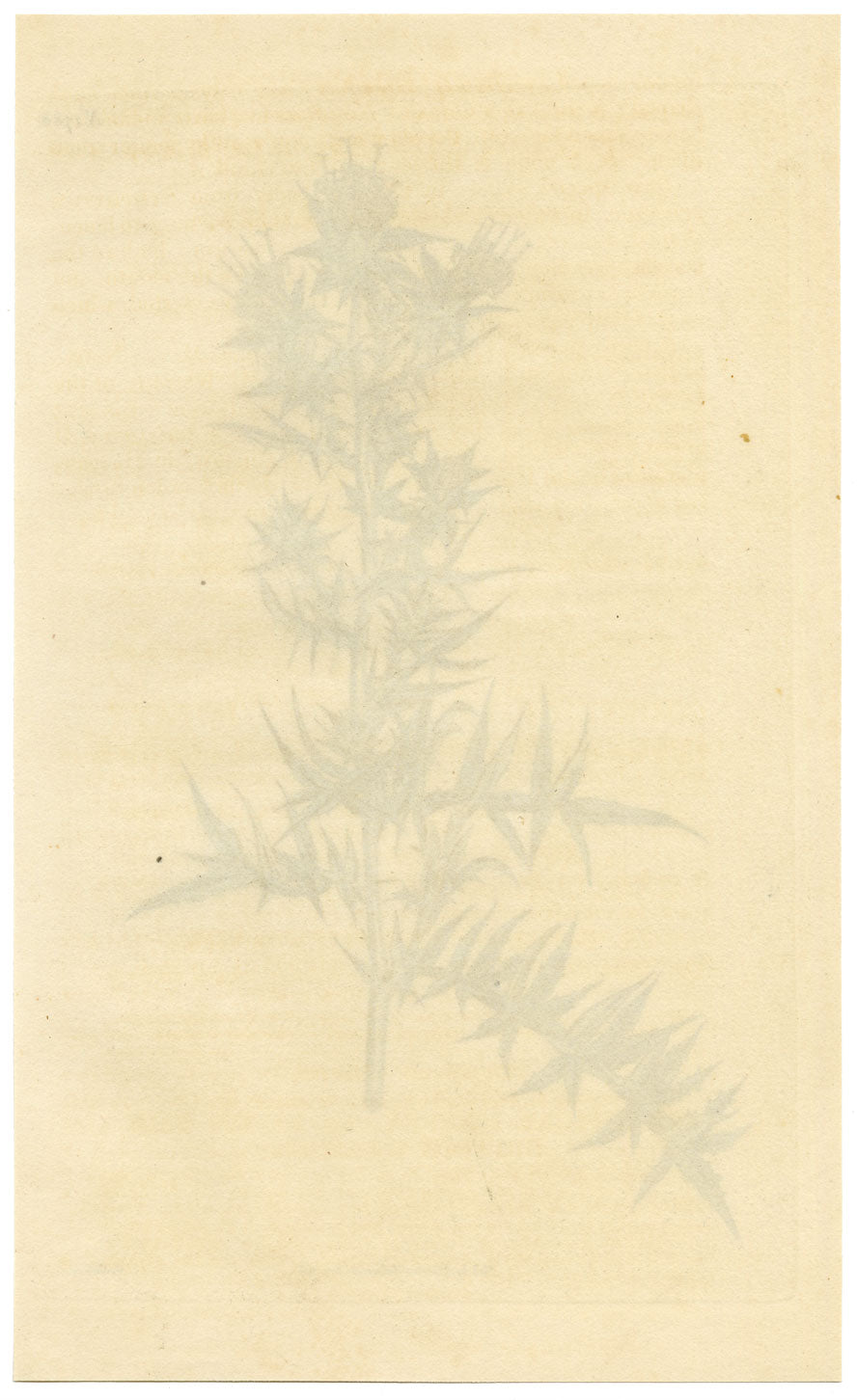 Rivista botanica di Curtis, Carthamus Stobaea – Incisione colorata a mano del 1816