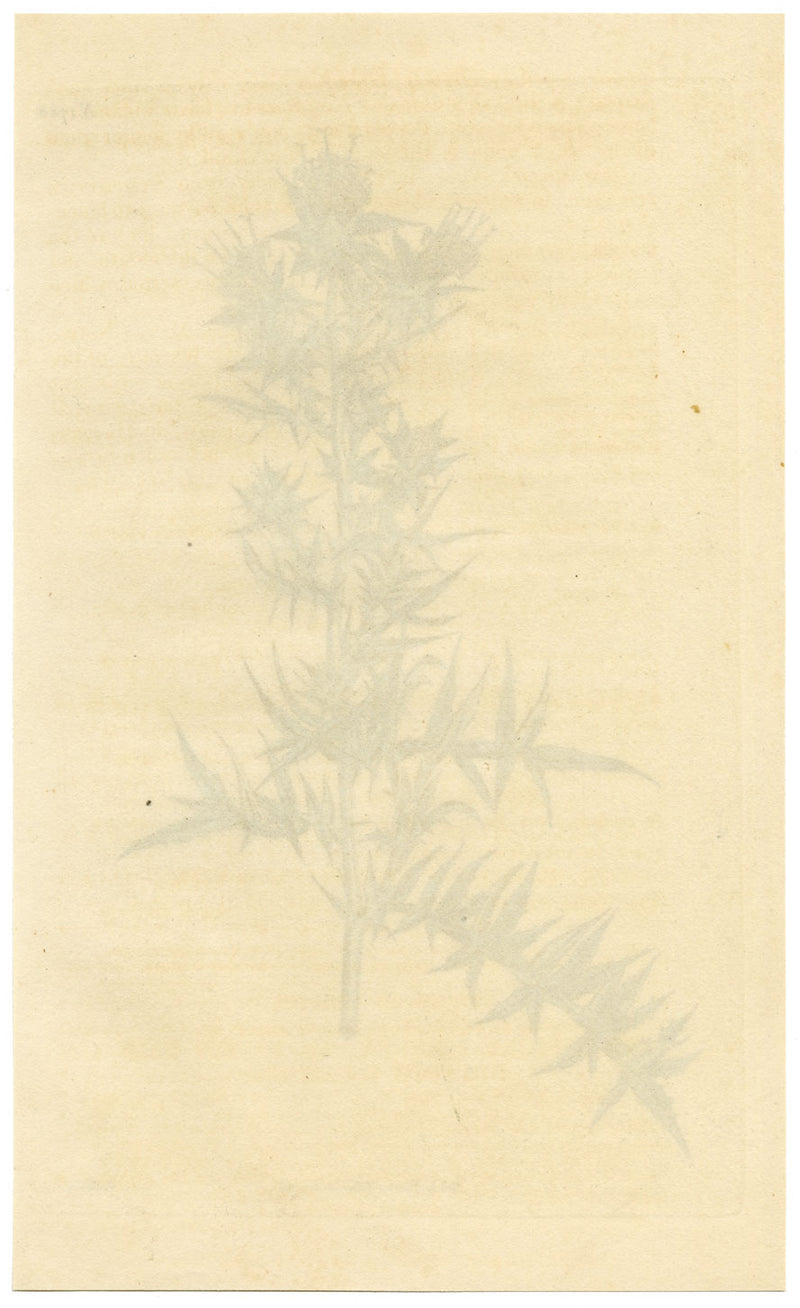 Rivista botanica di Curtis, Carthamus Stobaea – Incisione colorata a mano del 1816