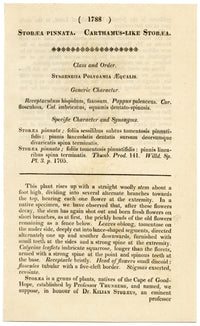 Rivista botanica di Curtis, Carthamus Stobaea – Incisione colorata a mano del 1816