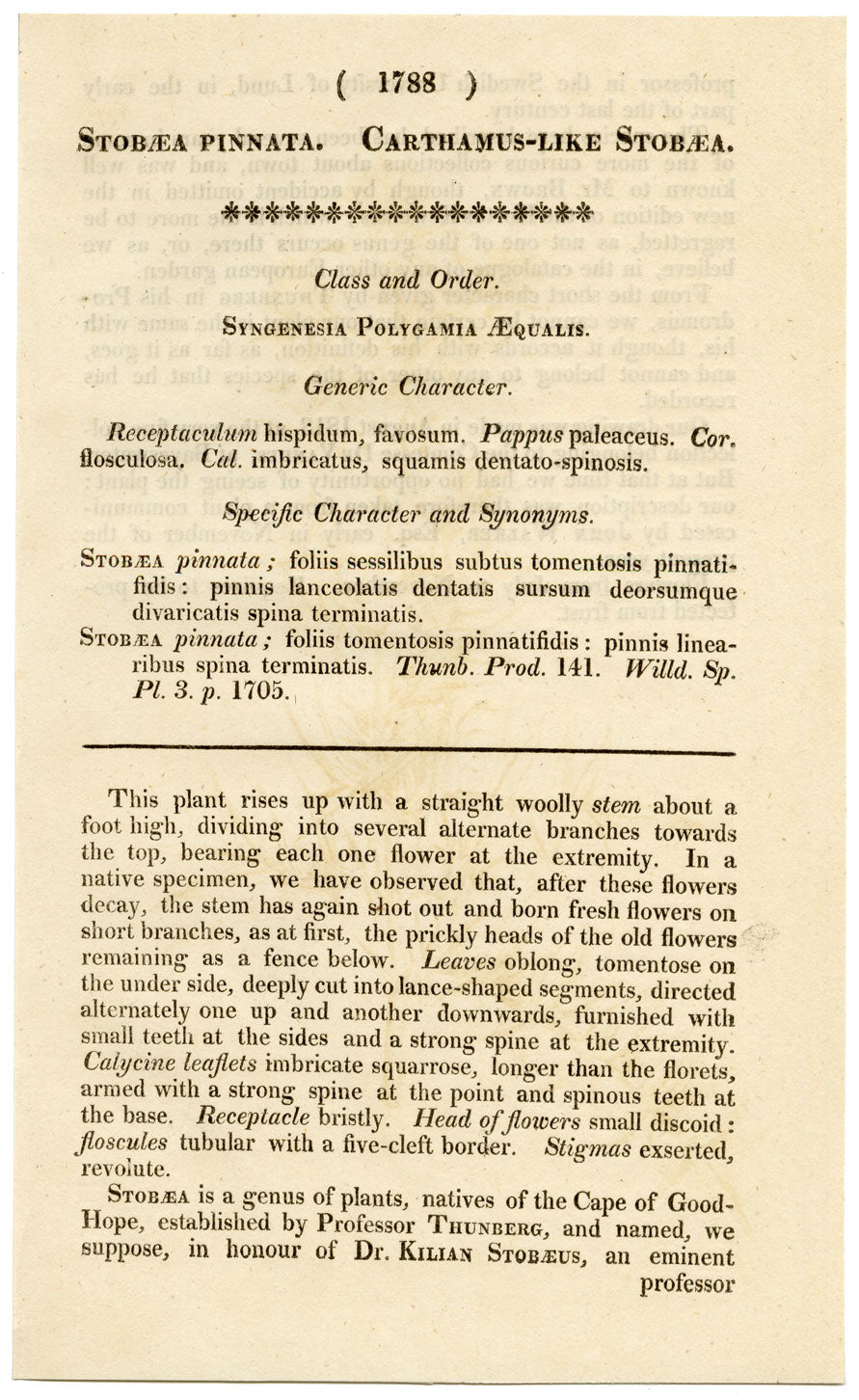 Rivista botanica di Curtis, Carthamus Stobaea – Incisione colorata a mano del 1816