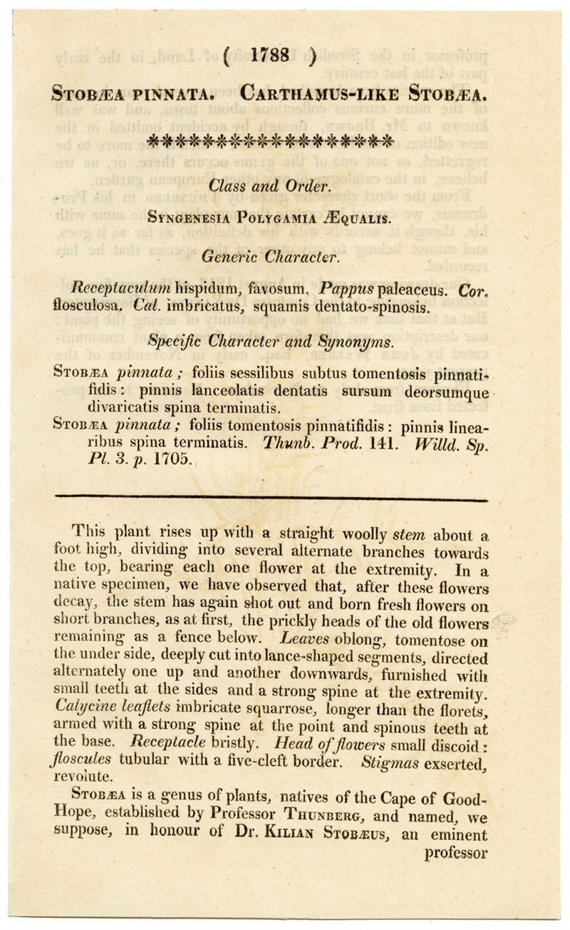 Rivista botanica di Curtis, Carthamus Stobaea – Incisione colorata a mano del 1816