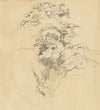 Eleanor Hughes RI, Tree Study – Original 1920 graphite drawing