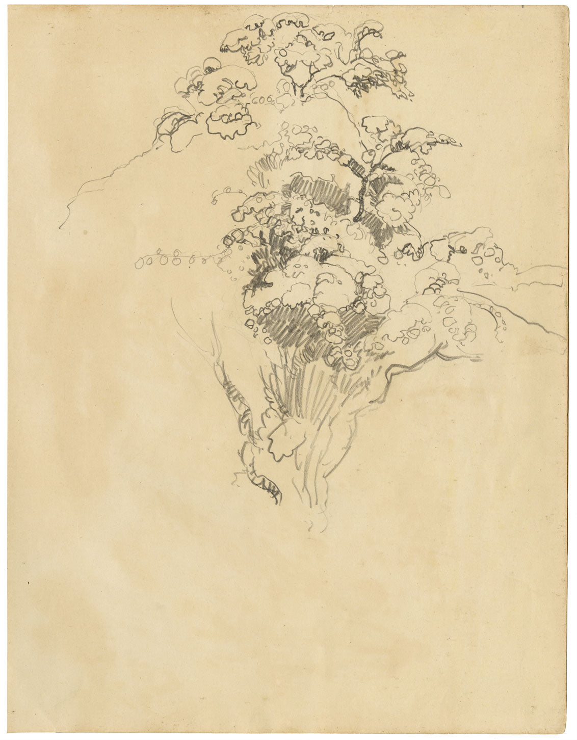 Eleanor Hughes RI, Studio dell'albero – Disegno originale a grafite del 1920