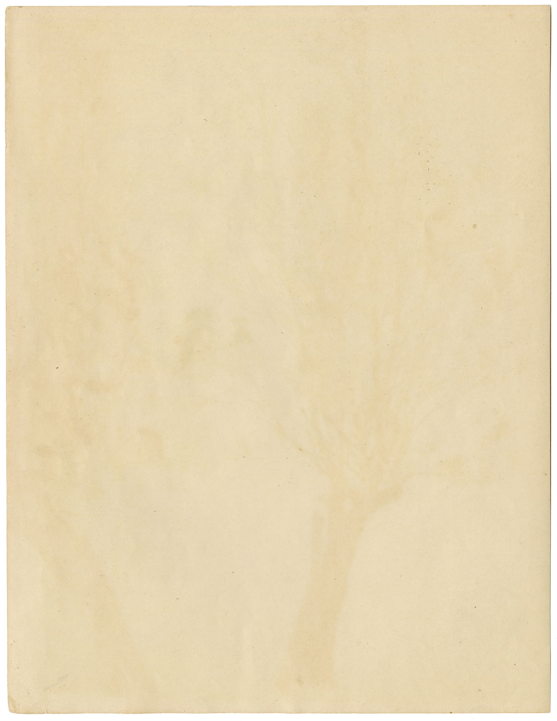 Eleanor Hughes RI, Tree Study – Original 1920 graphite drawing