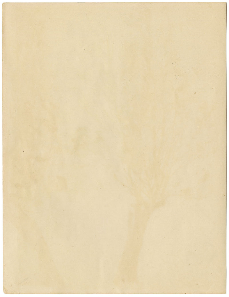 Eleanor Hughes RI, Tree Study – Original 1920 graphite drawing