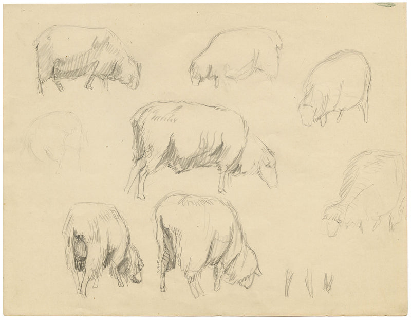 Eleanor Hughes RI, Sheep Studies – Original 1920 graphite drawing